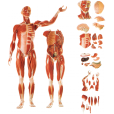 ERKEK KAS FİGÜRÜ VE İÇ ORGANLARI ( 36 PARÇALI )
