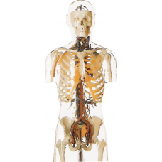 BAŞ İLE BİRLİKTE KAN DAMARLARINI GÖSTEREN ŞEFFAF TORSO