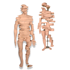 TAM BOY İNSAN KESİTİ   ( MONTAJLI )